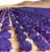 Lavender Study - Marignac-en-Diois