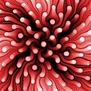 Red Sea Anemone